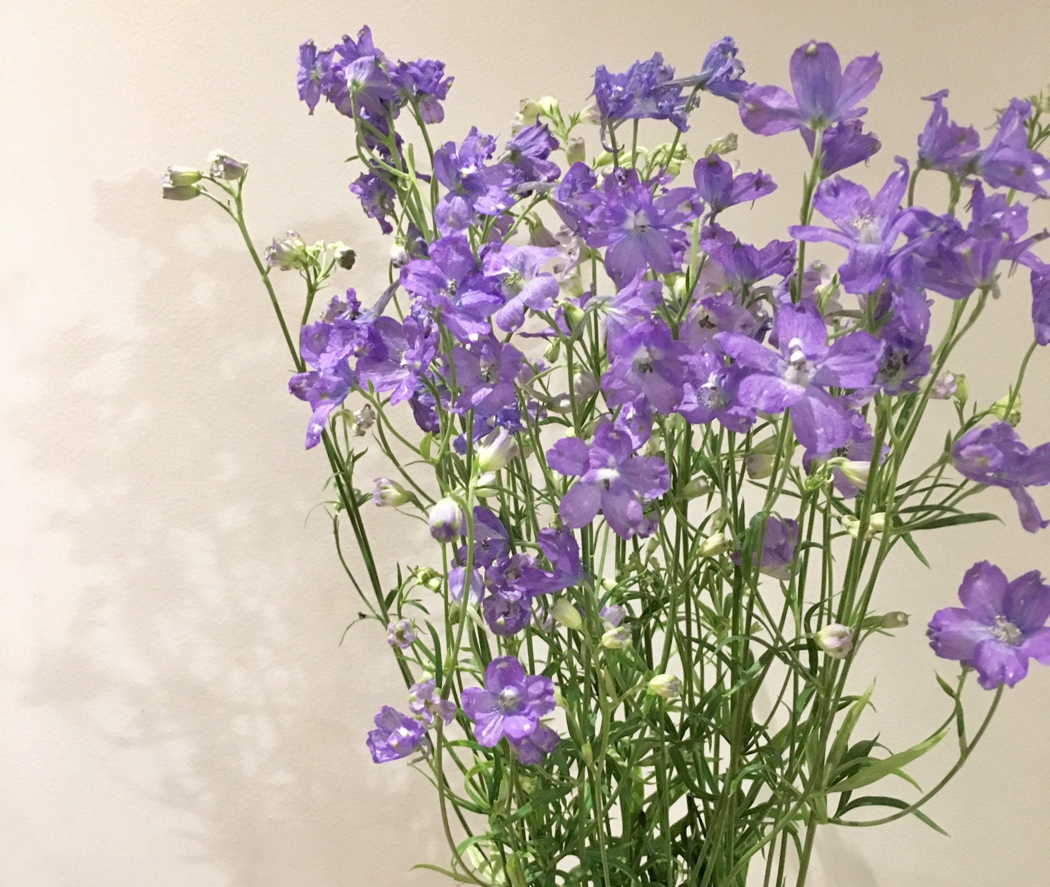 デルフィニウム 【青い花】デルフィニウムの種類まとめ！3系統の違いがわかりますか？｜切花情報サイト／ハナラボノート